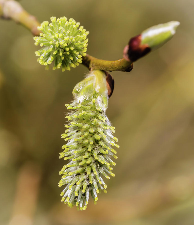 Spring Catkins Photograph by Nick Bywater