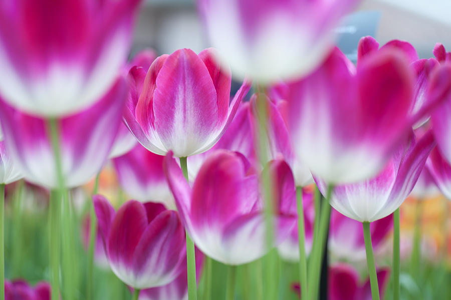 Spring Celebration. Tulips of Keukenhof Photograph by Jenny Rainbow