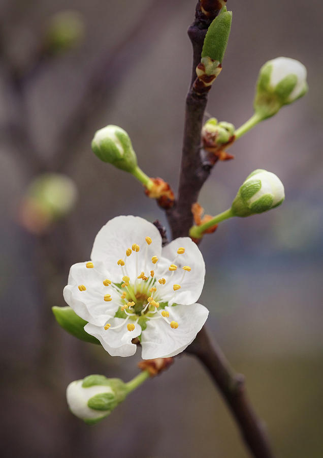 White Spring Flower Photograph - Spring cherry blossom I by Serhii Kucher