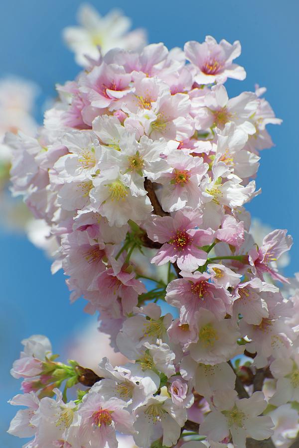 Spring Cherry Blossom Jubilee Photograph by Lynn Bauer