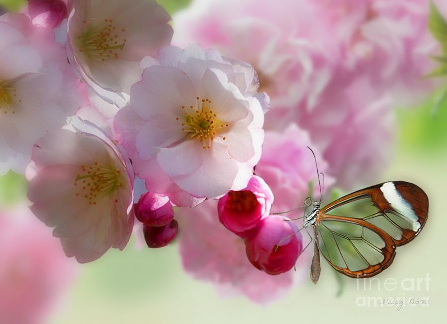 Spring Cherry Blossom Photograph by Morag Bates