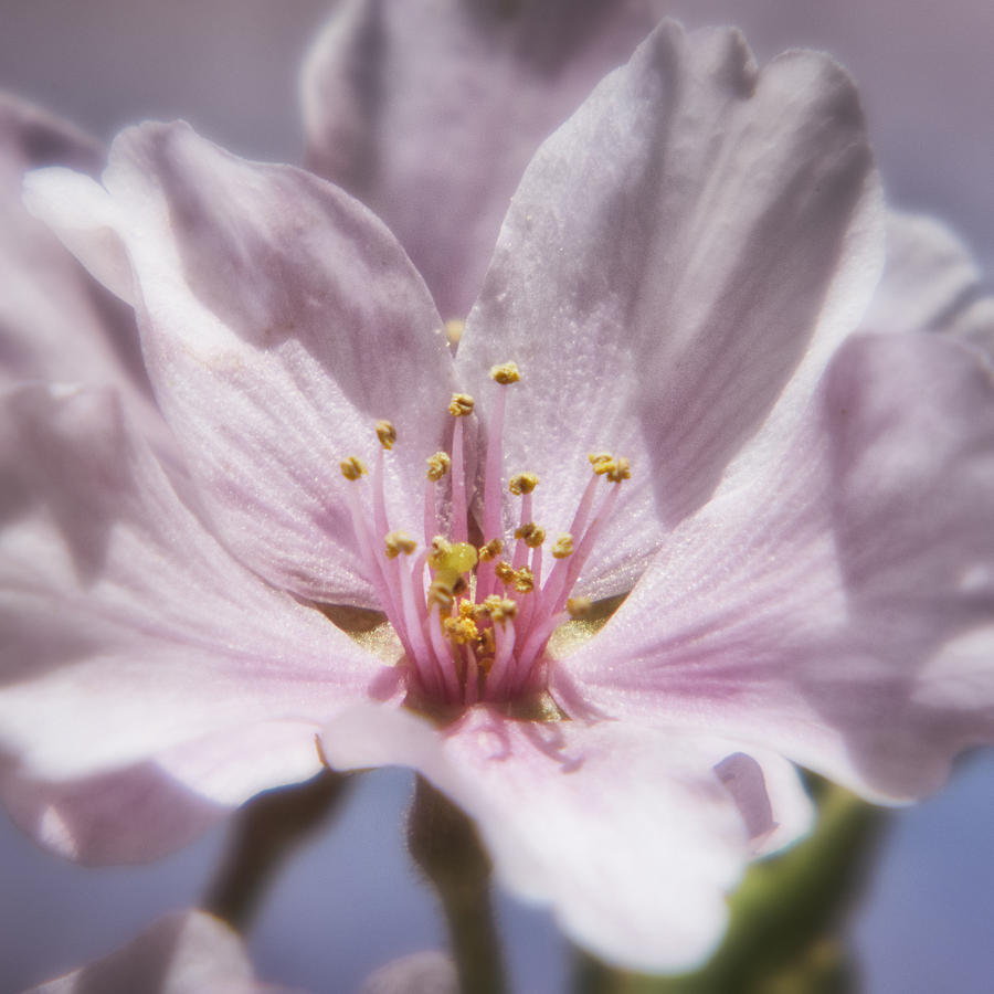 Spring Cherry Blossom Photograph by Robert Fawcett