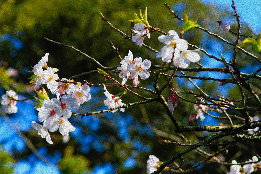 Spring Cherry Blossoms 1 Photograph by Bonnie Follett