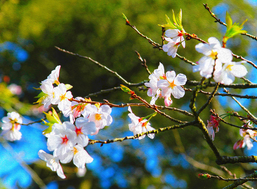 Spring Cherry Blossoms 2 Photograph by Bonnie Follett