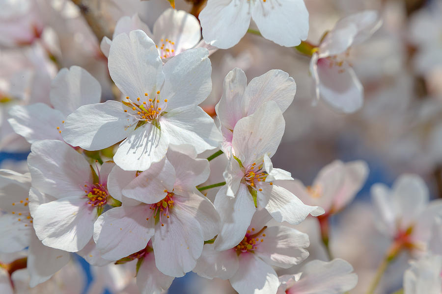 Spring Cherry Blossoms Photograph by SR Green