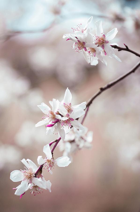 Spring Photograph - Spring Cherry Delight by Jenny Rainbow