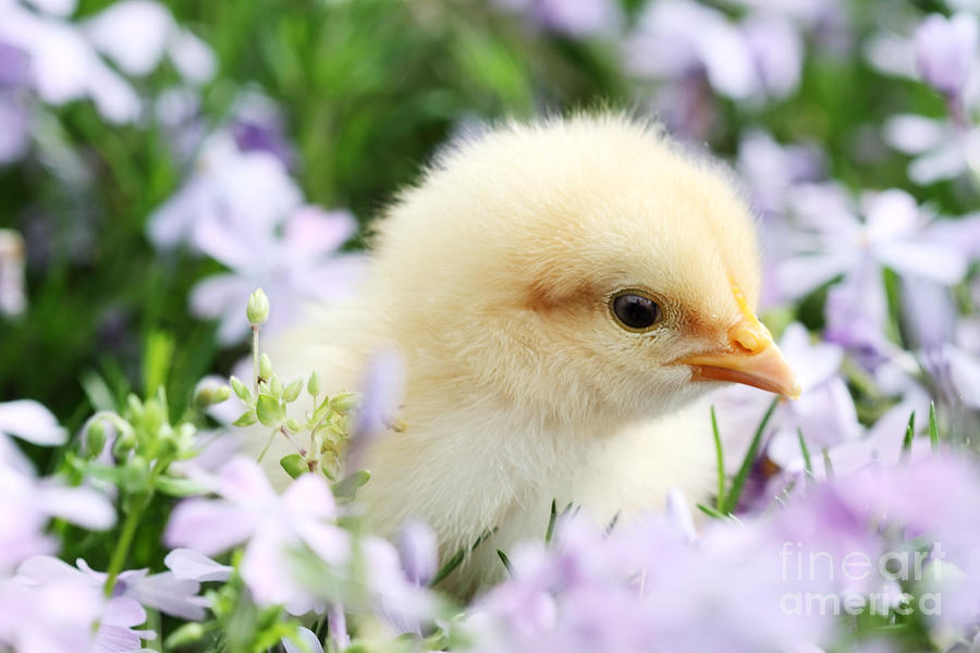 Chicken Photograph - Spring Chick by Stephanie Frey