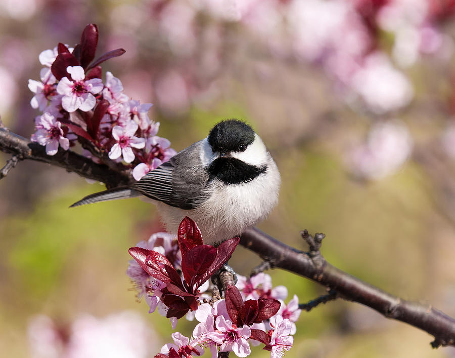 Spring Chickadee  Photograph by Lara Ellis