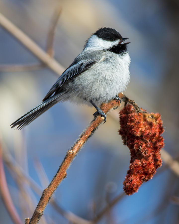 Spring Chickadee Photograph by Richard Kitchen - Fine Art America