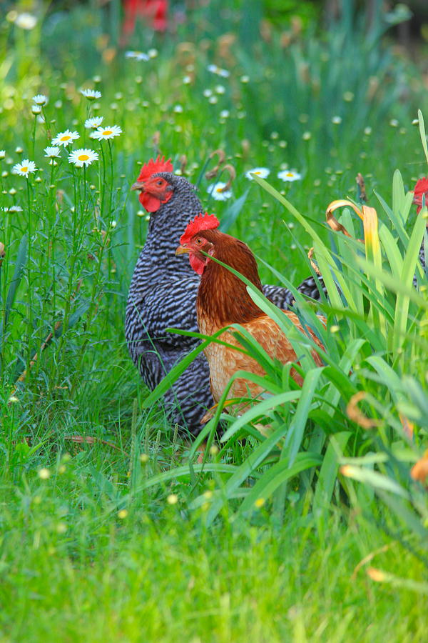 Animal Photograph - Spring Chickens by Carolyn Wright
