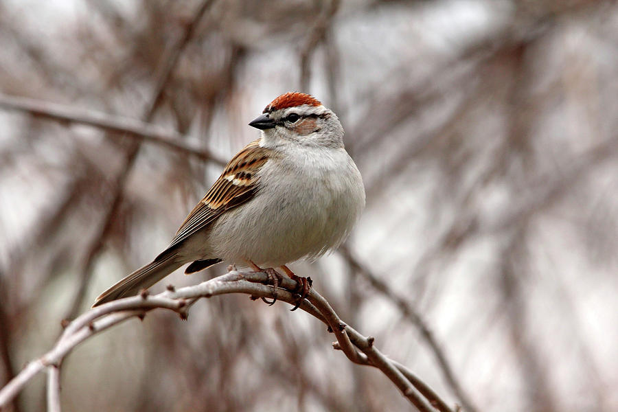 Spring Chipping Sparrow Photograph by Debbie Oppermann | Fine Art America