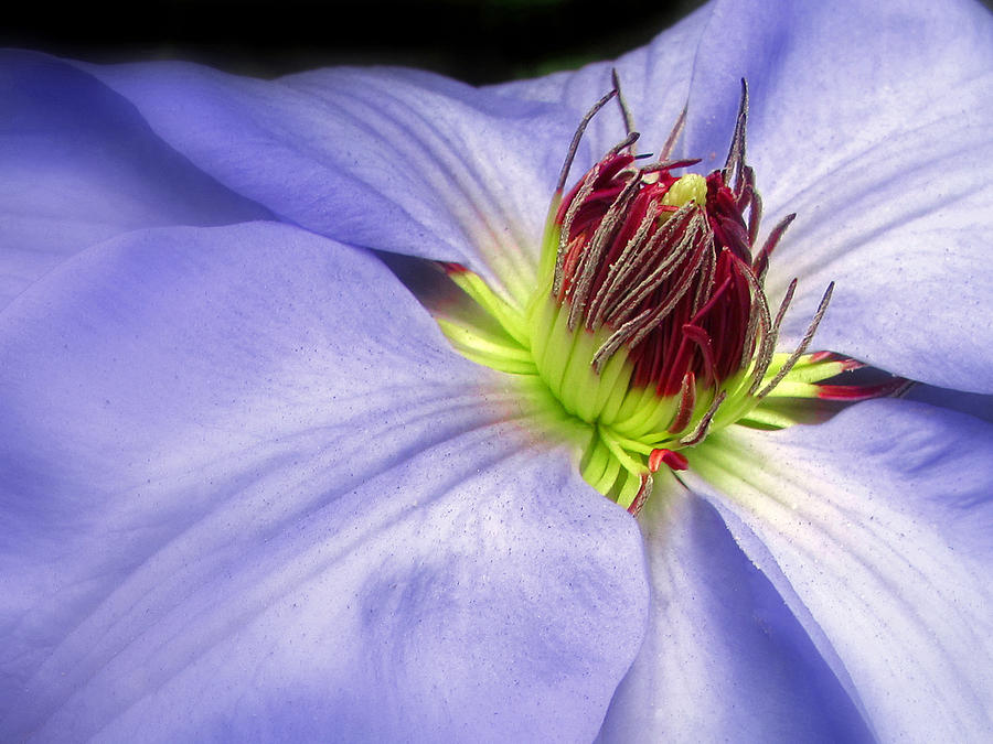 Spring Clematis Photograph by Jessica Jenney