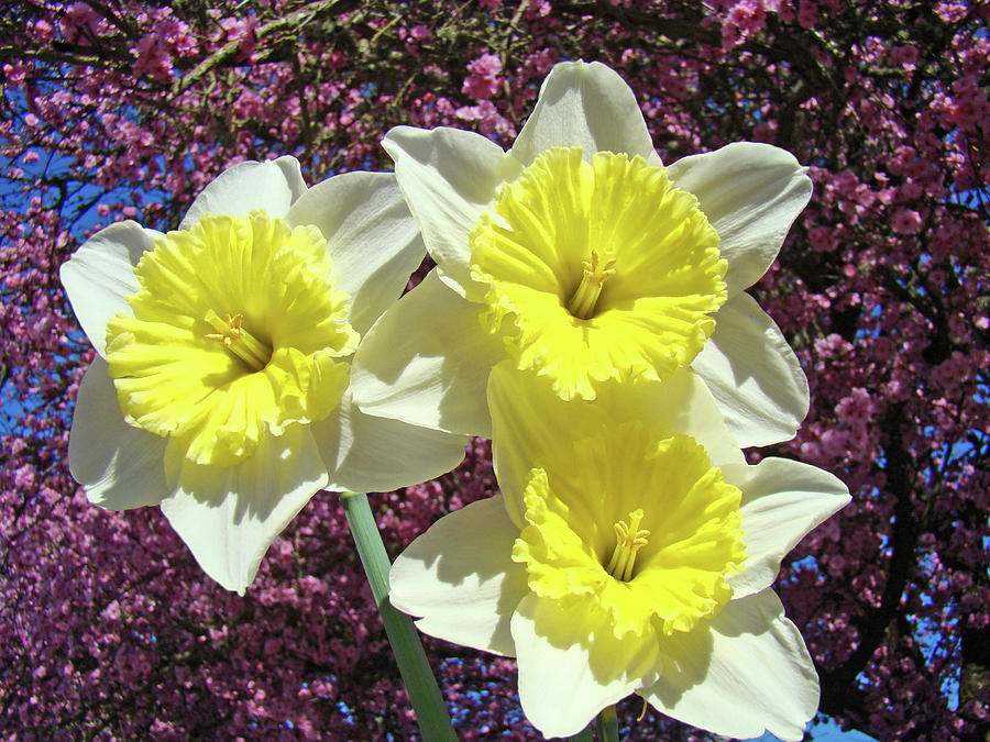 Spring Colorful Bright Daffodil Flowers Pink Blossoms Baslee Troutman Photograph by Patti Baslee