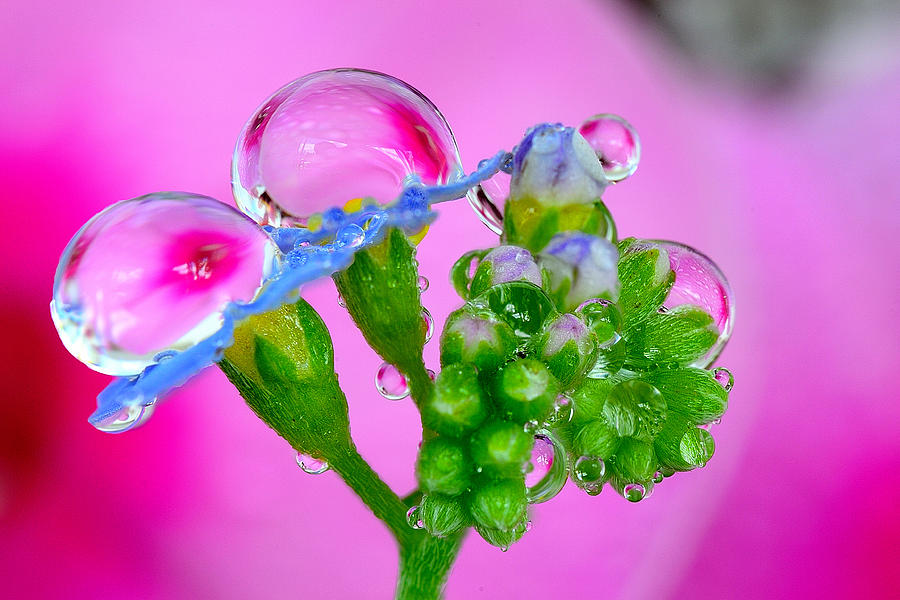 Spring Colors And A Rain Drops. Photograph By Yuri Hope 