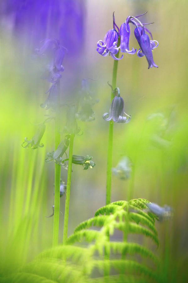 Spring Colors - Bluebell Wild Flowers Photograph by Dirk Ercken