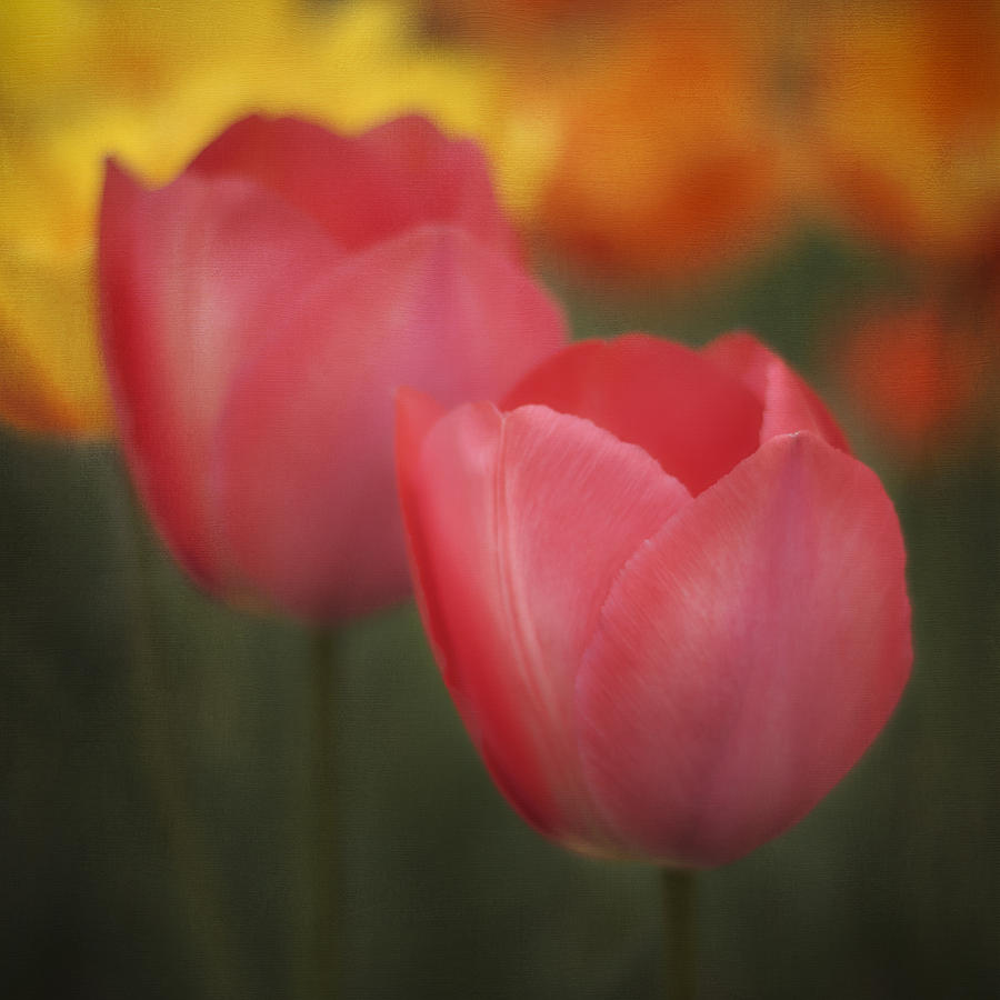 Spring colors Photograph by Eduard Moldoveanu
