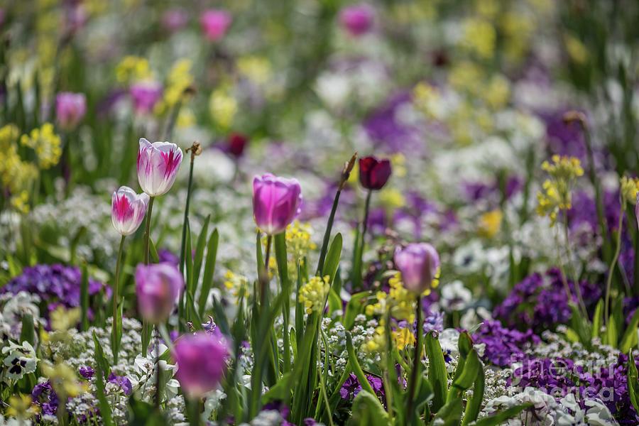 Spring Colors Photograph by Eva Lechner
