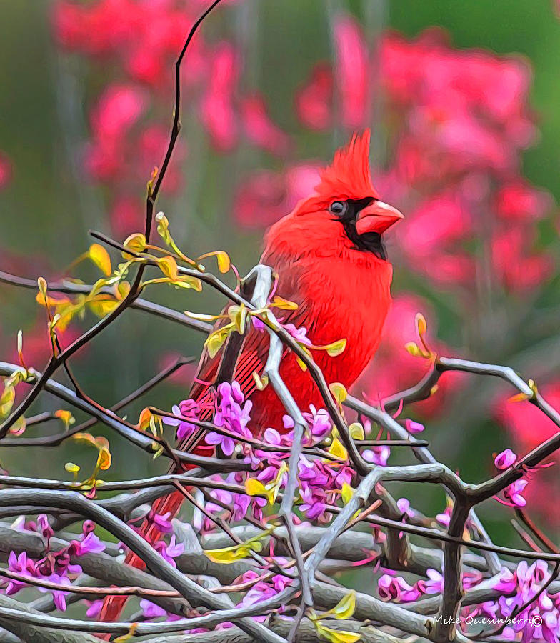 Cardinal Digital Art - Spring Colors by Mike Quesinberry