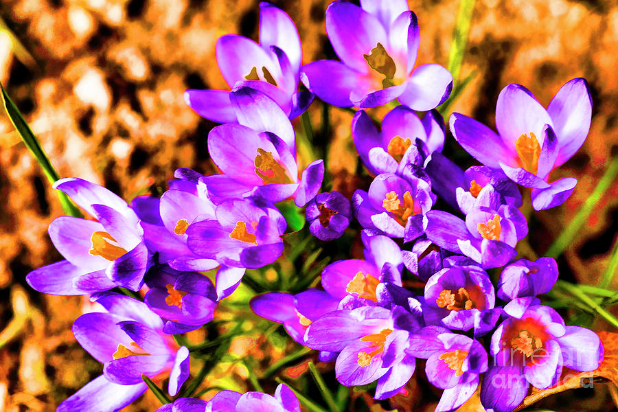 Spring Colors Photograph by Rick Bragan