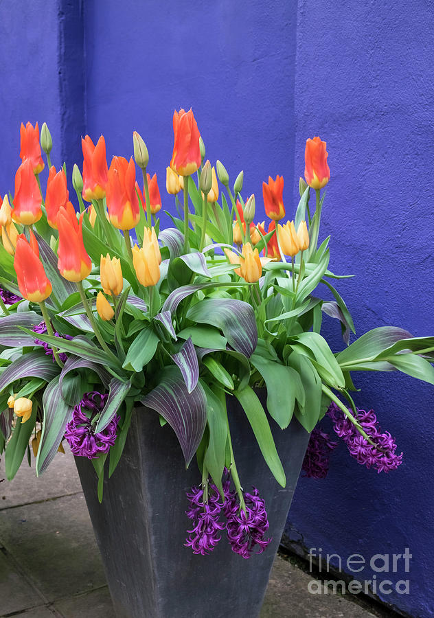 Spring Colour Photograph by Philip Preston