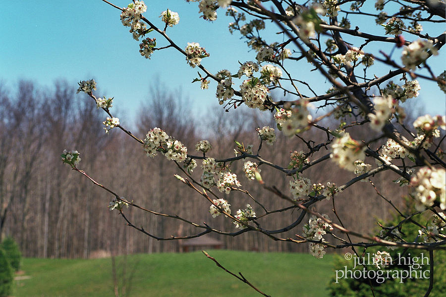 Spring Colours Photograph