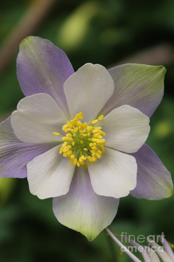 Spring Columbine Photograph by Tonya Hance - Fine Art America