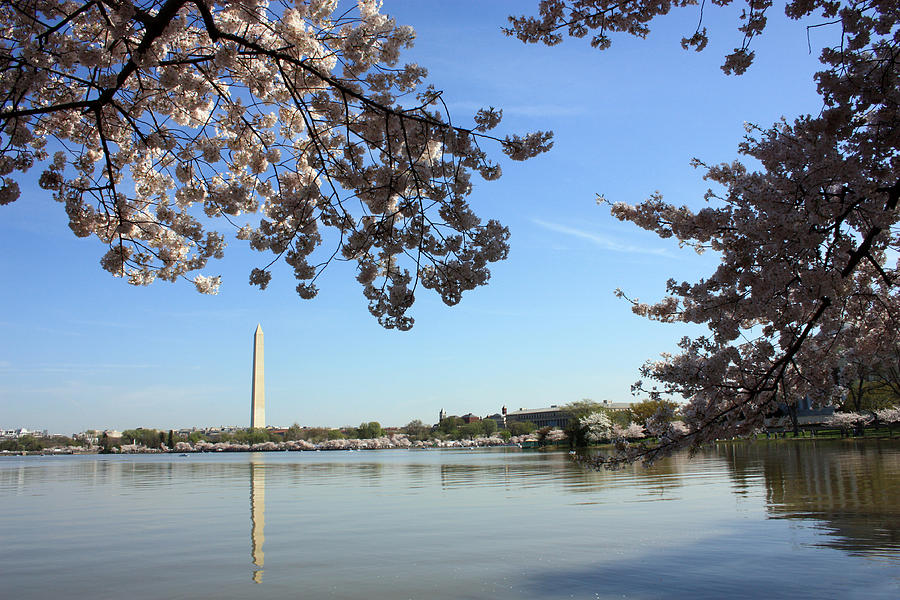 Spring Comes to Washington Photograph by Mary Haber