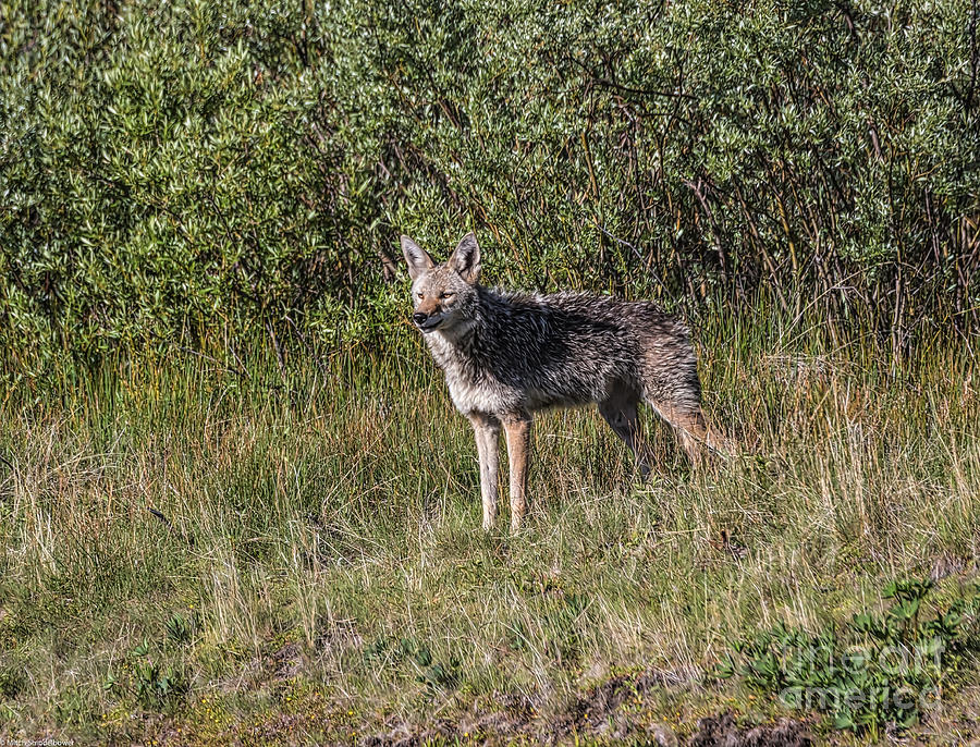 Spring Coyote Photograph by Mitch Shindelbower