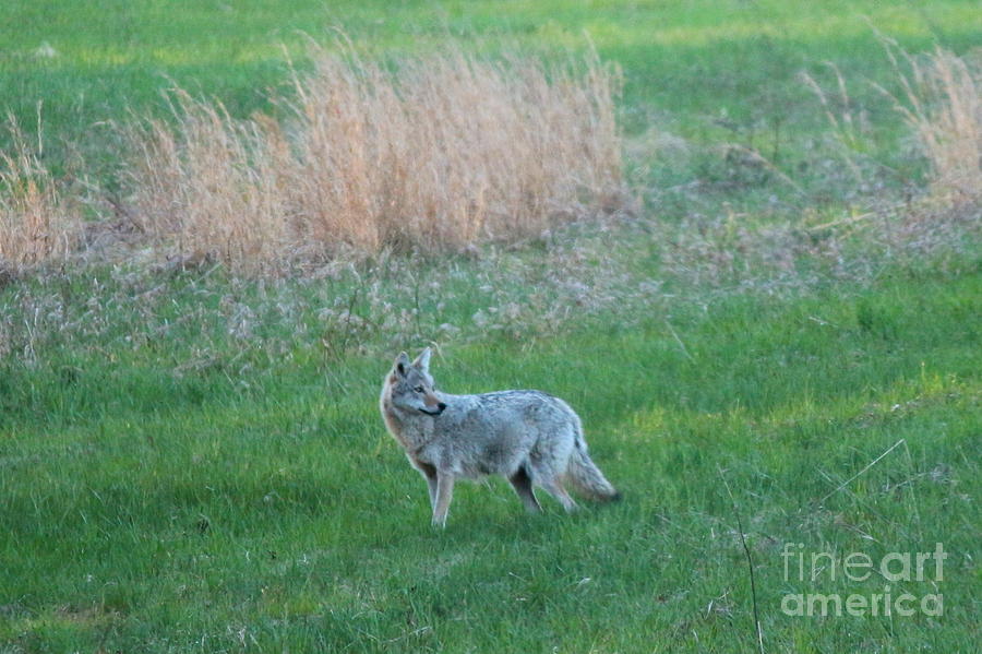 Spring Coyote  Photograph by Neal Eslinger
