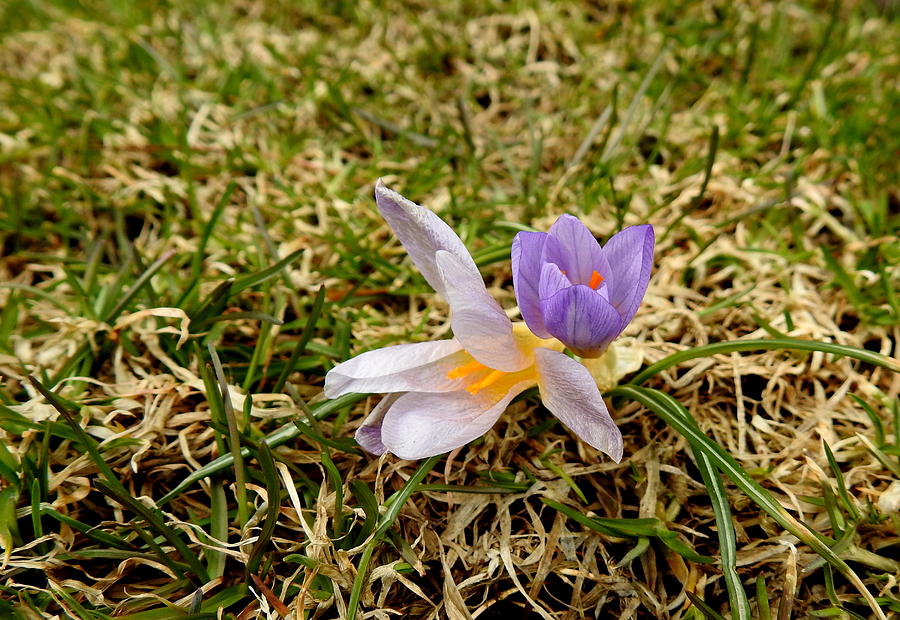 Spring Crocus Photograph by Betty-Anne McDonald