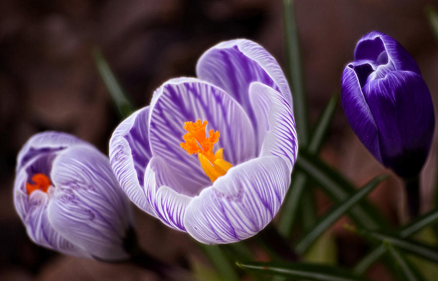 Spring Crocus Photograph by Cameron Wood
