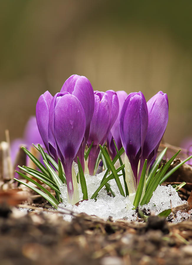 Spring Crocus Photograph by Mircea Costina Photography