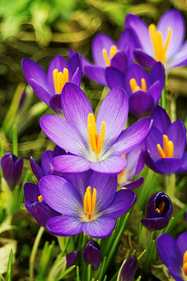 Spring Crocus Photograph by Richard Sugden - Fine Art America