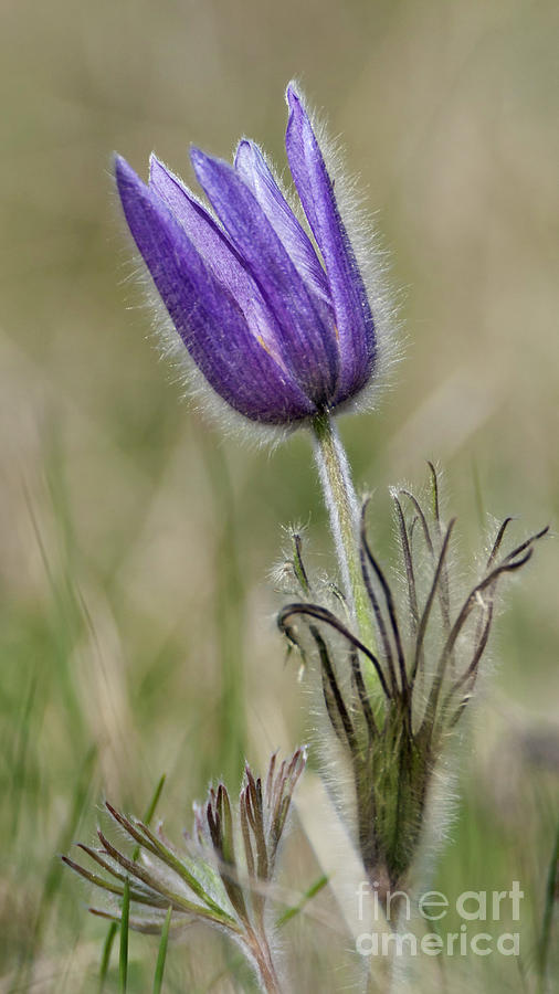 Waterton Lakes National Park Photograph - Spring Crocus by Royce Howland