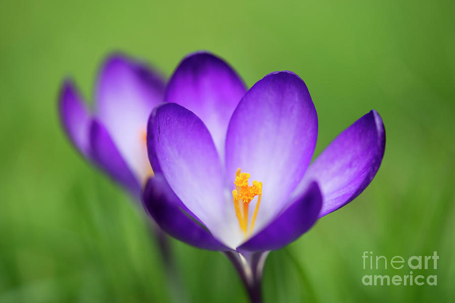 Spring Crocus Photograph by Tim Gainey