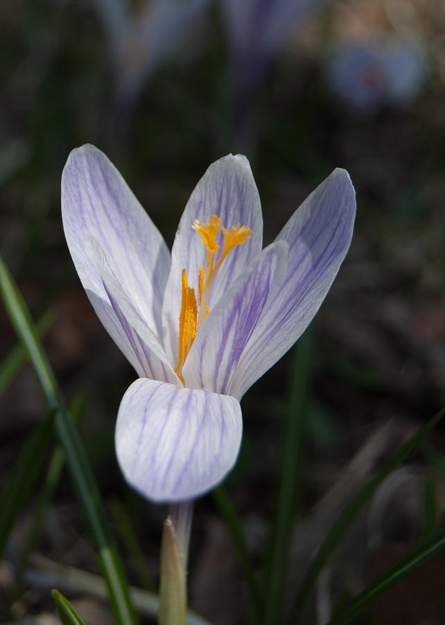 Spring Crocus Photograph by Tom Potter
