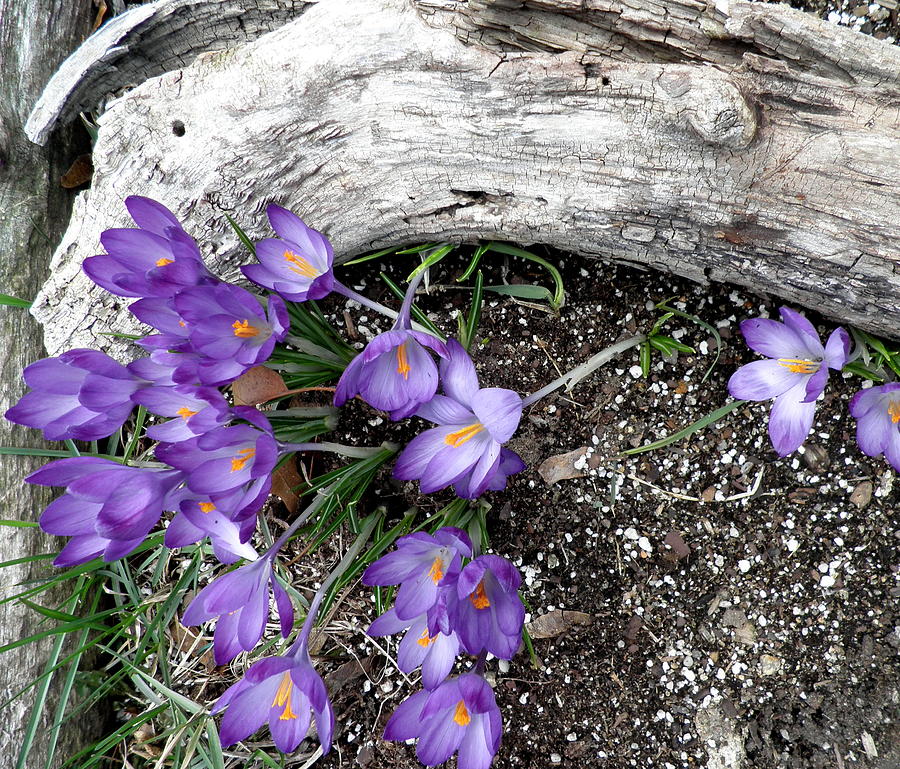 Driftwood Photograph - Spring Crocuses And Driftwood by Kate Gallagher