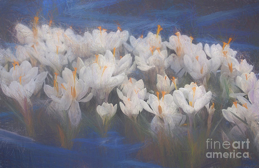 Spring Mixed Media - Spring Crocuses by Helen White
