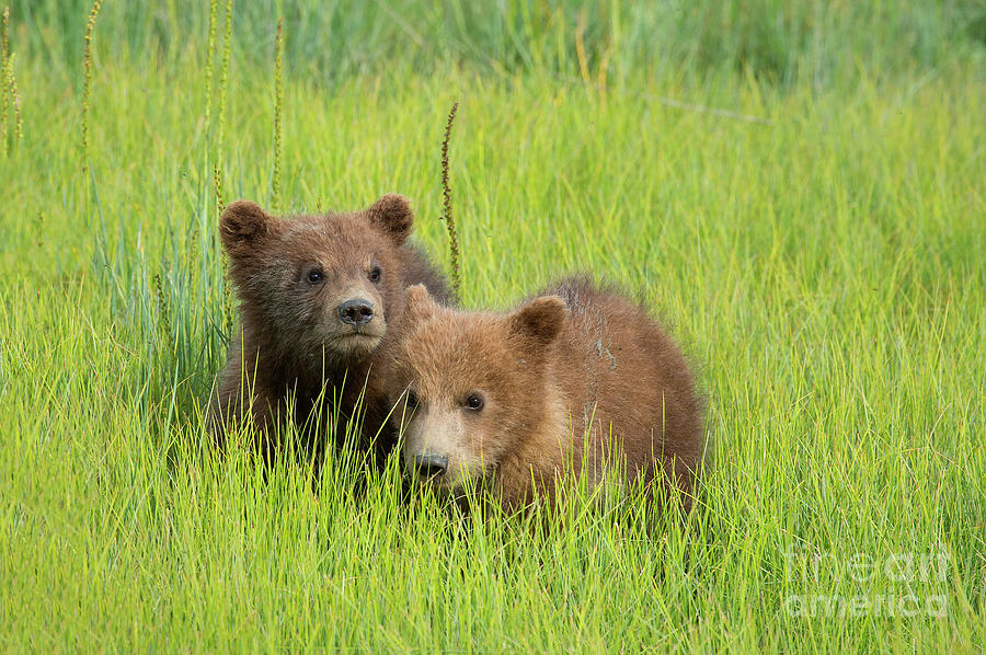 Spring Cubs Photograph by Aaron Whittemore