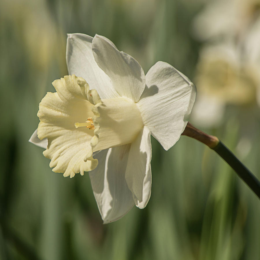 Spring Daffodil 8231 Photograph by Teresa Wilson