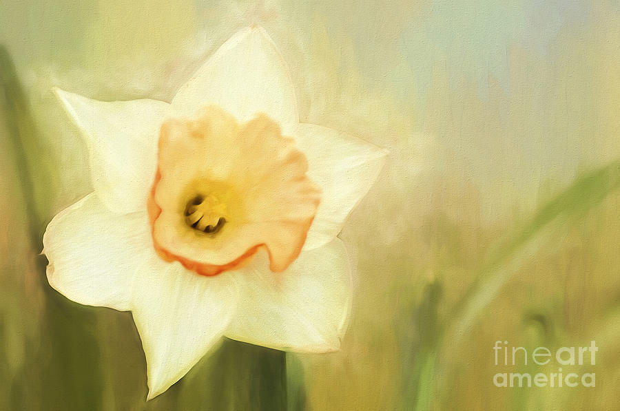 Spring Photograph - Spring Daffodil by Darren Fisher