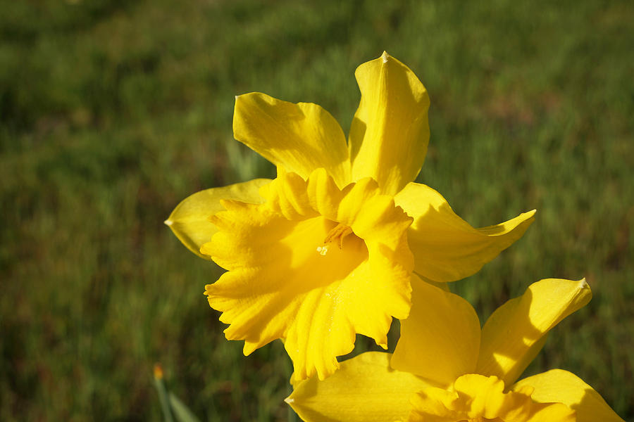 Spring Daffodil Flowers Sunshine Photograph by Patti Baslee