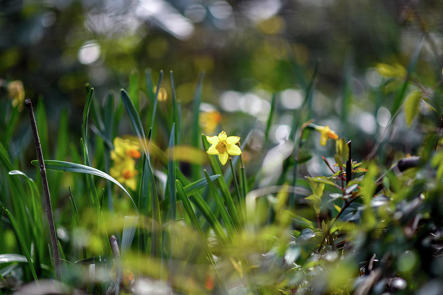 Spring Daffodil in Forest Hil Park Photograph by Doug Ash