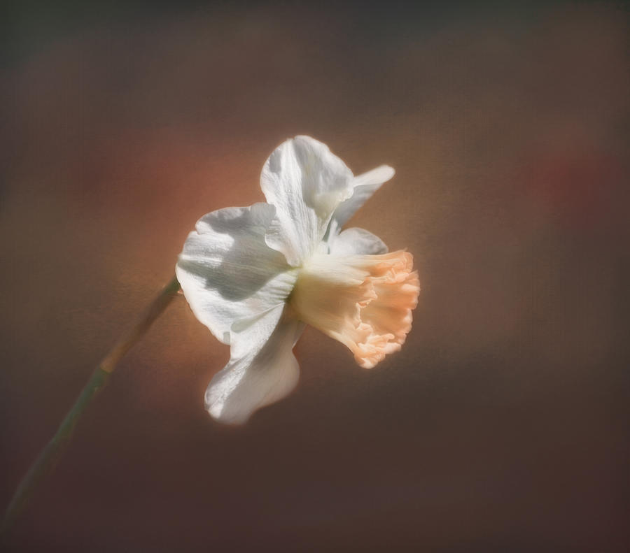 Flower Photograph - Spring Daffodil by Kim Hojnacki