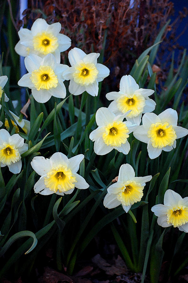 Spring Daffodills Photograph by Jame Hayes