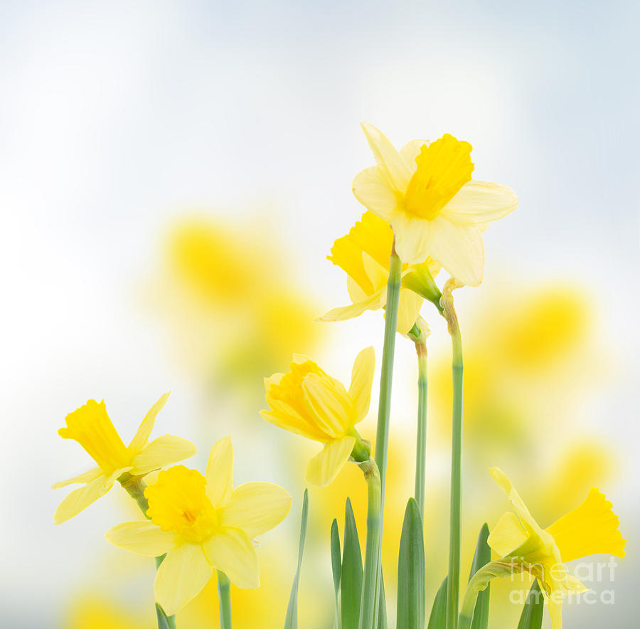 Spring Daffodils Photograph by Anastasy Yarmolovich