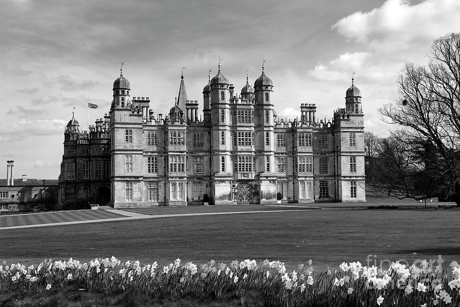 Spring Daffodils, Burghley House, Stamford Town, Cambridgeshire Photograph