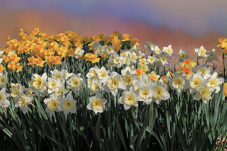 Flower Photograph - Spring Daffodils by Donna Kennedy