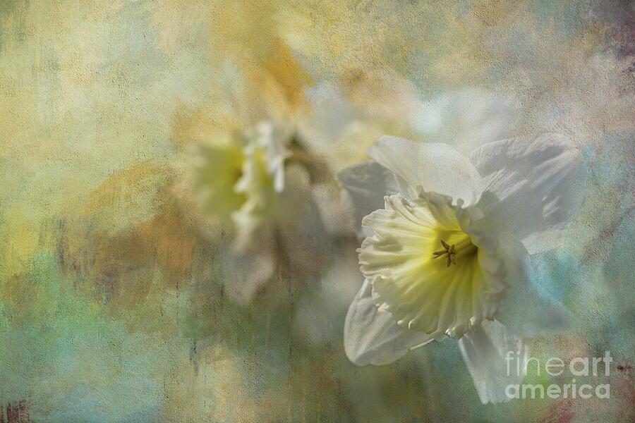 Flower Photograph - Spring Daffodils by Eva Lechner