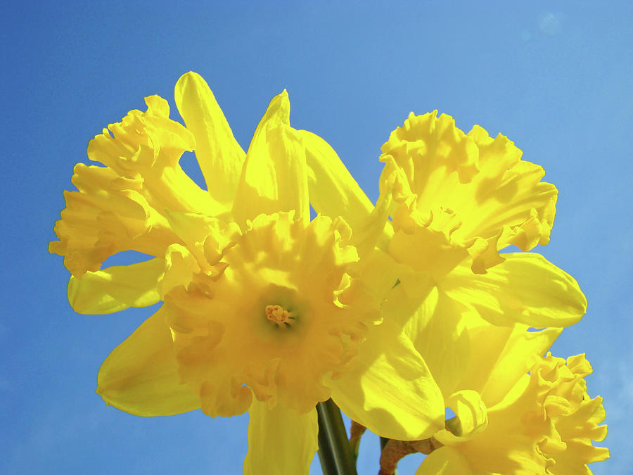 Spring Daffodils Flowers Garden Blue Sky Baslee Troutman Photograph By Patti Baslee